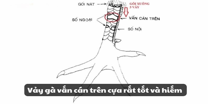 Giới thiệu loại vảy vấn cán nằm ở phía trên cựa